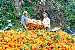 Orange trees yield unexpected results for ethnic groups in Yen Bai