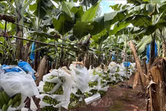 Vietnamese organic products to make way to Australia