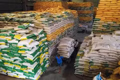 Rice export soars to record high in 2023