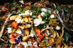 Thai researchers turn food waste into biochar