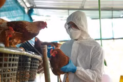 H5N1 bird flu outbreak detected in Laos