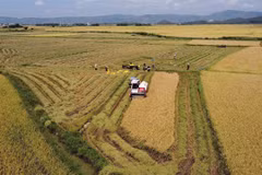 Falling rice price is only short-term, upward trend to continue: Experts