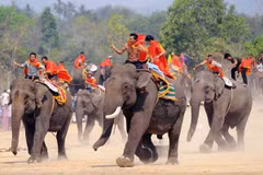 A glimpse into the one-of-a-kind elephant racing festival in Vietnam