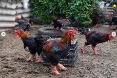 Dong Tao "dragon chickens" attract the attention of Western media