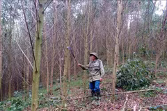 Preservation of precious timber trees in Phong Quang forest
