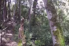 Fokienia forest: A treasure to protect for Vietnam environment