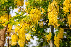 Golden shower blossom marks summer arrival in Hanoi