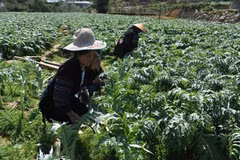 Sustainable development of medicinal plants in Lao Cai