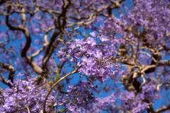 Jacarandas beautify streets in Da Lat resort city
