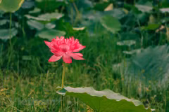 Lotus tea - a special gift from Hanoi