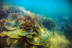Beauty of coral reefs in Ninh Thuan province
