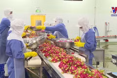 Vietnam’s economy records decade-low H1 growth