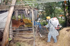 Ministry to boost cattle foot-and-mouth immunity 