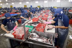 Vietnam’s aquatic exports up 1.7 percent in Q1 