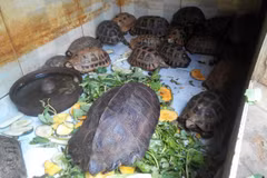 Drastic actions for combating illegal wildlife trading recommended 
