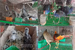 Strict punishments needed to stop wildlife trade 