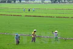 Better Rice initiative to help Mekong farmers 