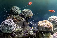  Central province plans sea conservation project