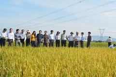 Japan, Vietnam develop new rice resistant to disease, bugs