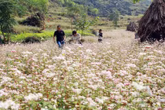  First buckwheat festival opens in Ha Giang 