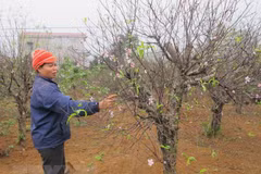 Ninh Binh flower market bustling before Tet