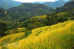 Hoang Su Phi terrace rice fields