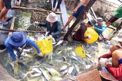 Agro-forestry-fishery exports hit 22.2 billion USD in first seven months