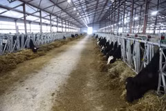 TH Group opens first high-producing dairy farm in Russia