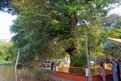Crape myrtle trees in An Giang recognised as Heritage Trees