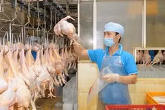 Trade counsellors praised for helping boost VN exports