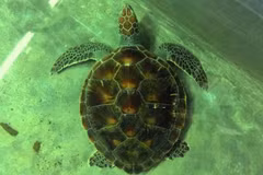 Vietnam strengthens protection of rare sea turtles