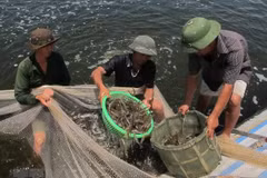 Khanh Hoa develops seafood, ecological protection