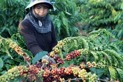 Vietnam’s coffee exports jump to record high of 1.8 million tonnes