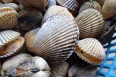 Binh Thuan bans mollusk, bivalve catching temporarily