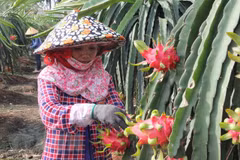 VN’s fruits need to gain domestic market before exporting: experts