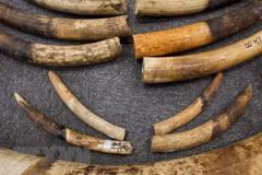 Man prosecuted for crafting large amount of ivory products
