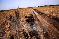 Agricultural sector takes actions against drought