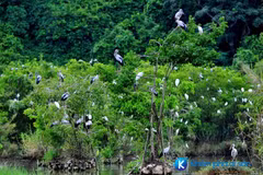Bac Lieu bird sanctuary faces high risk of fires
