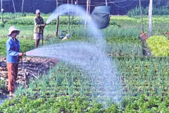 Other crops to be planted on 120,138ha of rice fields in the south 