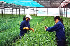 Japan helps develop organic agriculture in Ben Tre