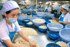 Vietnam to import 300,000 tonnes of raw cashew