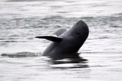 River dolphins in Cambodia likely to escape from extinction