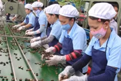 Cashew industry lowers export goal
