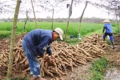 Vietnam exports less, but earns more from cassava