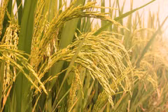 Thailand to step up rice exports through inter-governmental deals