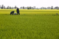 Dong Nai encourages large-scale fields, cooperatives