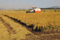 South region harvests 11 million tonnes of Winter-Spring rice 