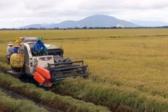 Southern region hits target for rice harvest