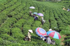 Festival promotes Thai Nguyen’s tea products