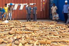 Cambodia seizes over 3.2 tonnes of ivory